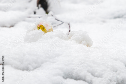 Magic of winter. Hellebore sticking out of the snow. © Nicola Simeoni