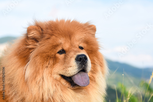 Beautiful dog chow-chow outside. Purebred dog chow chow on mountain over the canyon