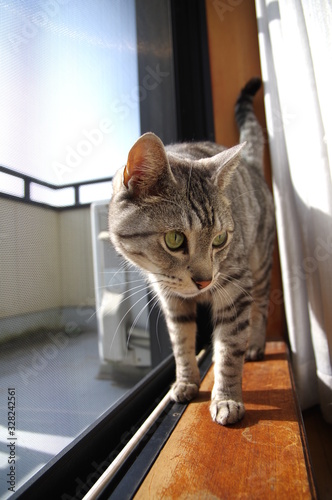 Fototapeta Naklejka Na Ścianę i Meble -  窓辺の猫