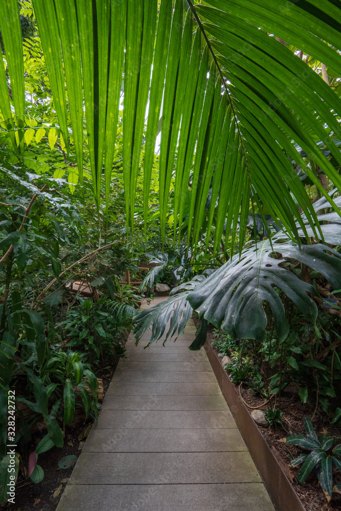 Obraz premium Rain Forest Path