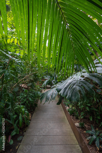 Rain Forest Path