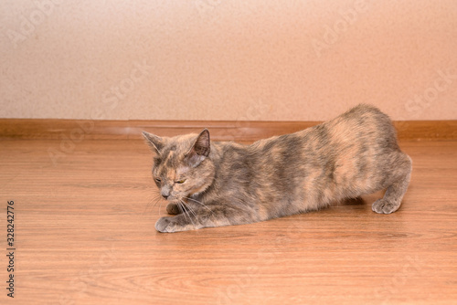 a cat in March requires a male cat. purring, lying on the floor and calling the male. puberty of cats.