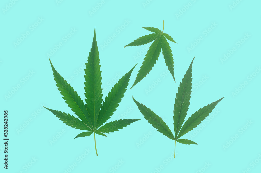Cannabis leaves placed on a blue background Cannabis leaves placed on a blue background