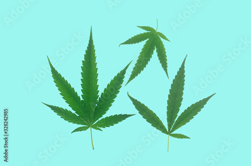 Cannabis leaves placed on a blue background