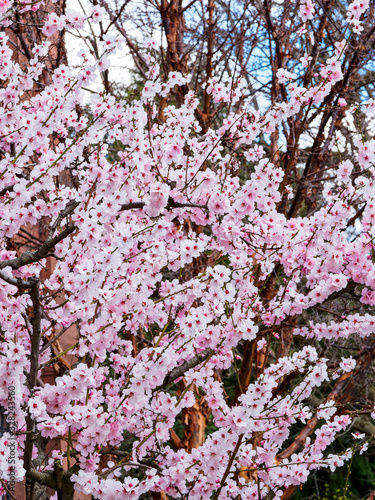 Prunus dulcis    Almond tree with white and pale pink blossoms in South Germany early spring