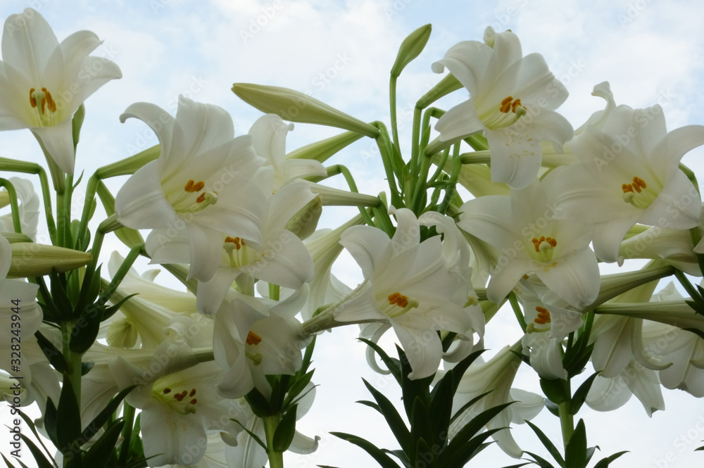 Obraz premium 快晴の空に映える、華麗で優美な水仙の花々