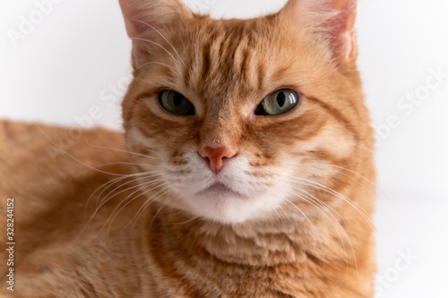 Ginger cat lying on white table and looking in camera thoughtfully. Cute cat with green eyes. At the veterinarian. Patient pet