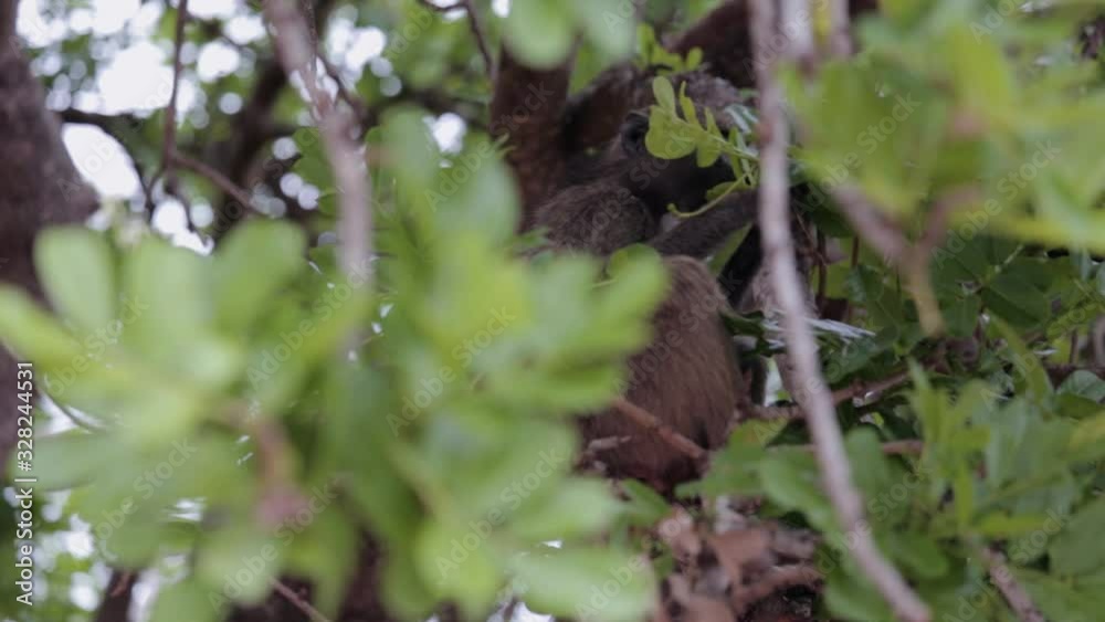 Baboon feeding on leaves in a tree Baboon feeding on leaves in a tree