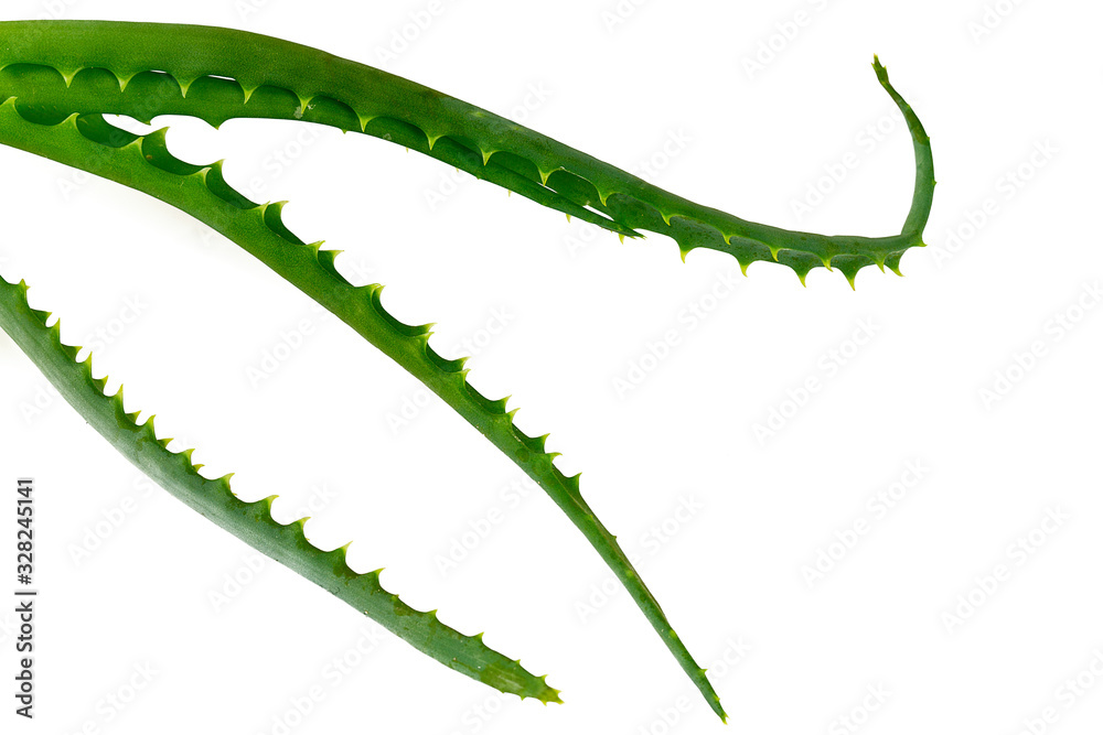Naklejka premium aloe vera branch isolated on white
