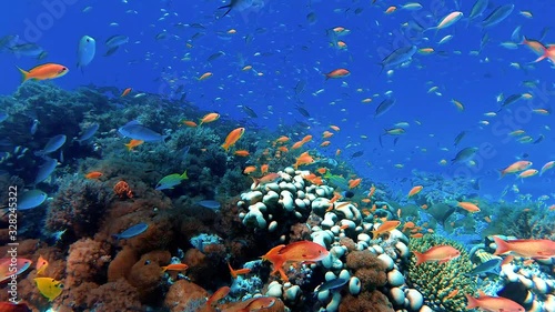 Discovering beautiful fish and coral in the tropical sea of Zanzibar