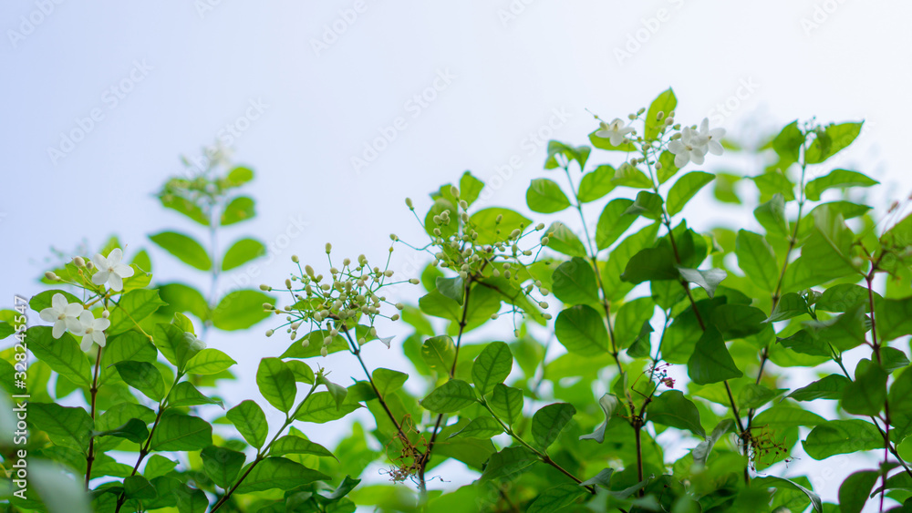 Branches of petite white petals Wrightia flower bud on green leaf backgrounds, fragrant flowering plant blossom in a garden under blurred blue sky Branches of petite white petals Wrightia flower bud on green leaf backgrounds, fragrant flowering plant blossom in a garden under blurred blue sky