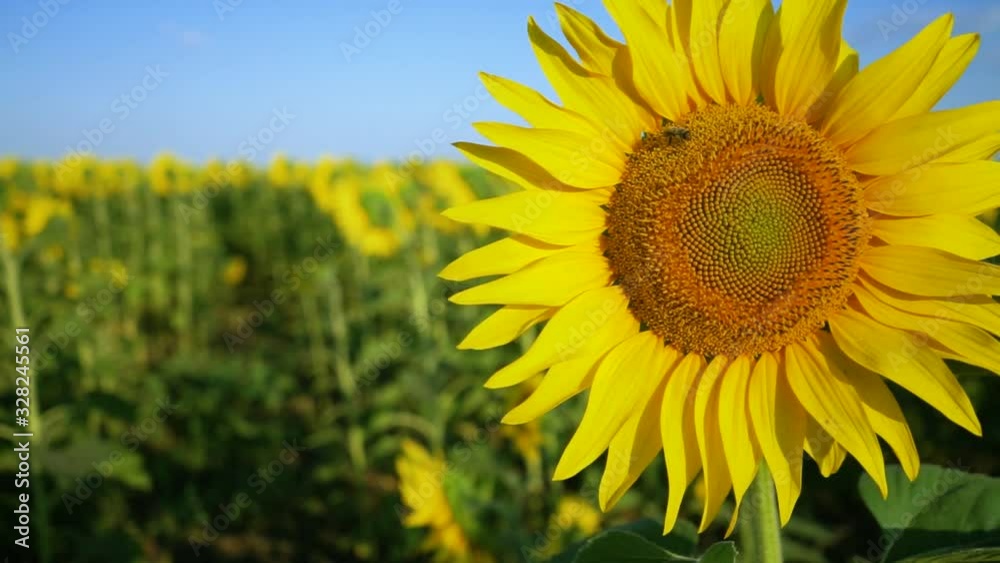 Field of blooming sunflower. Agricultural production. Farming. Growing food