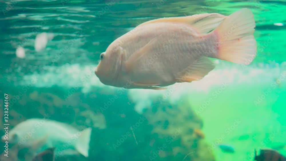 Pez blanco y rosa respirando cerca de la superficie de gran acuario de aguas verdosas rodeado de otros peces