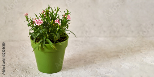 a potted plant standing on a textured concrete surface with copy space