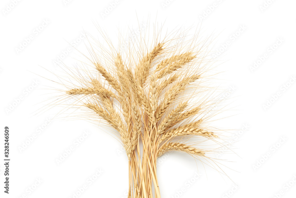 Bunch of ripe golden wheat on a white background Bunch of ripe golden wheat on a white background