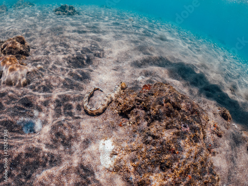 Underwater shot of moray eel,  Lipah beach, Amed, Bali. photo