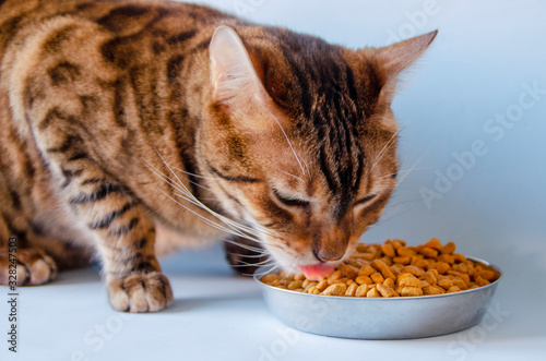Fototapeta Naklejka Na Ścianę i Meble -  Cat eats feed from a cup