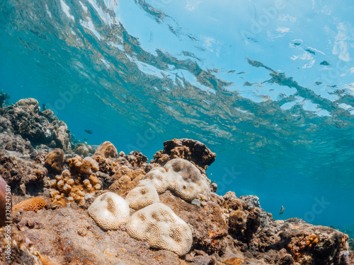 Underwater shot of coral reef, Lipah beach, Amed, Bali. photo