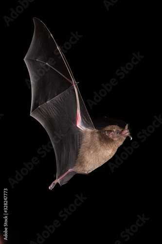 Leinwand Poster Lonchophylla robusta, Orange nectar bat The bat is hovering and drinking the nec