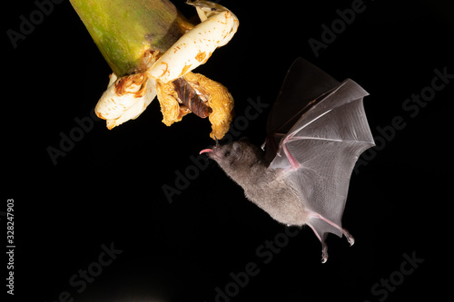 Lonchophylla robusta, Orange nectar bat The bat is hovering and drinking the nectar from the beautiful flower in the rain forest, night picture, Costa Rica photo