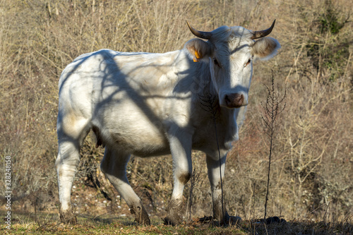 Fototapeta Naklejka Na Ścianę i Meble -  Vache en pleine nature