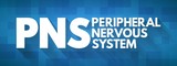 PNS - Peripheral Nervous System acronym, medical concept background