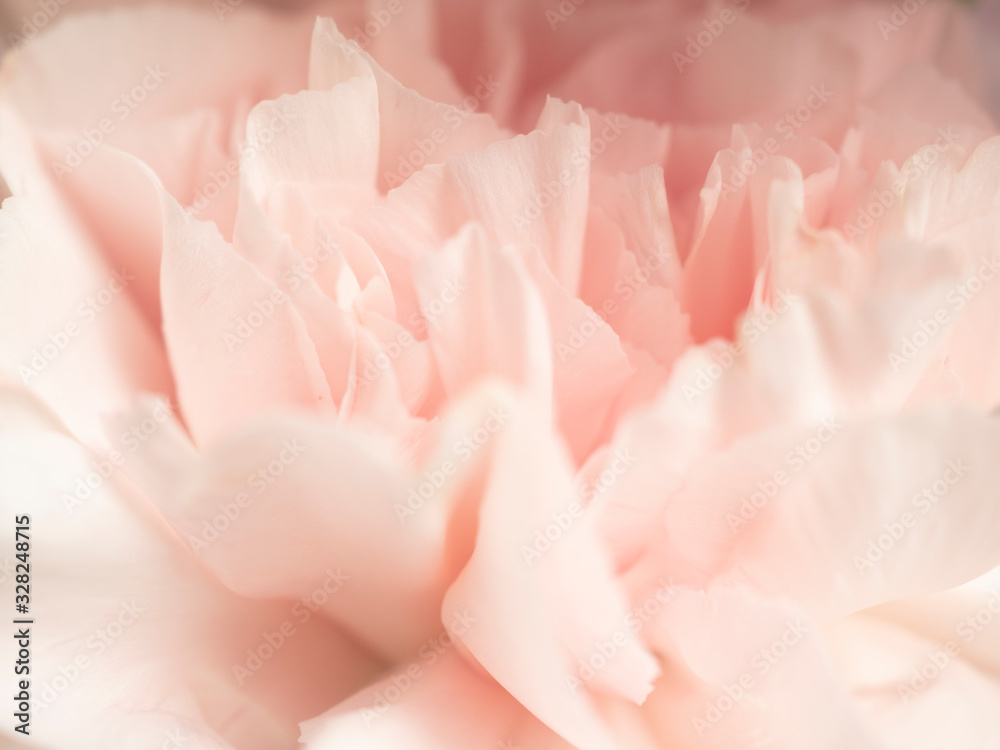 Close up of soft pink flower,love and sweet for wallpaper design Close up of soft pink flower,love and sweet for wallpaper design