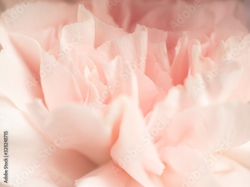 Close up of soft pink flower,love and sweet for wallpaper design © kittiyaporn1027