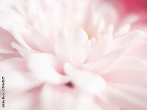 Close up of soft pink flower,love and sweet for wallpaper design