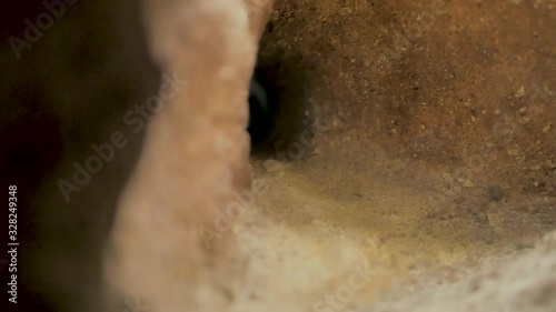 Rata topo desnuda de áfrica con grandes dientes se mueve dentro de galerías bajo tierra photo