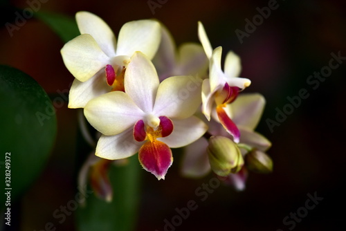 orchid flower on a dark background