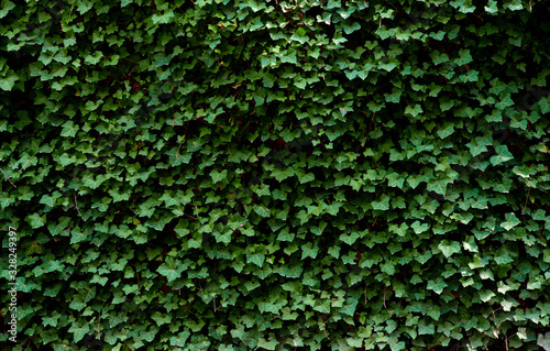 Carta da parati Creeping ivy