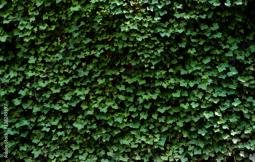 Creeping ivy photo