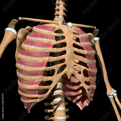 3d Illustration of the External Intercostal Muscles on Skeleton