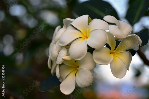 Colorful flowers in the garden.Plumeria flower blooming.Beautiful flowers in the garden Blooming in the summer