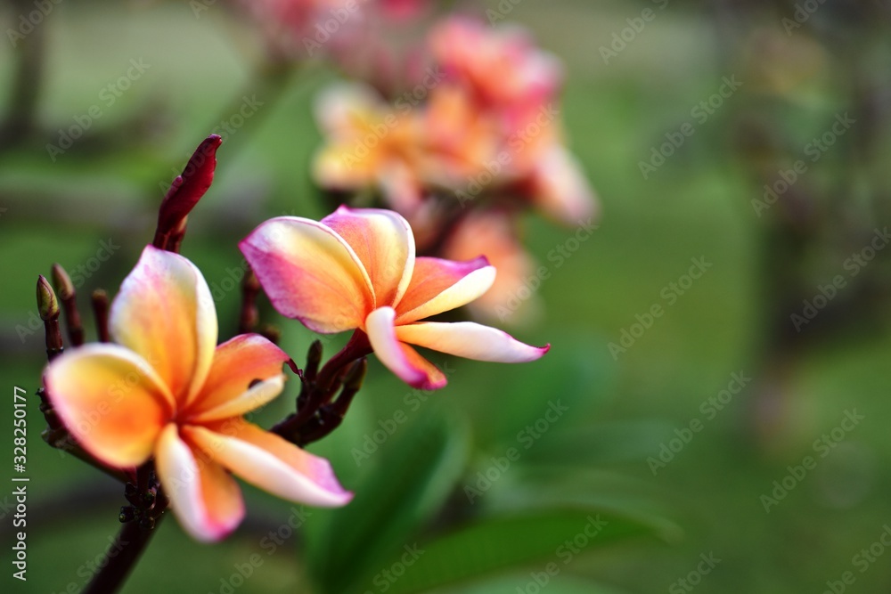 Naklejka premium Colorful flowers in the garden.Plumeria flower blooming.Beautiful flowers in the garden Blooming in the summer