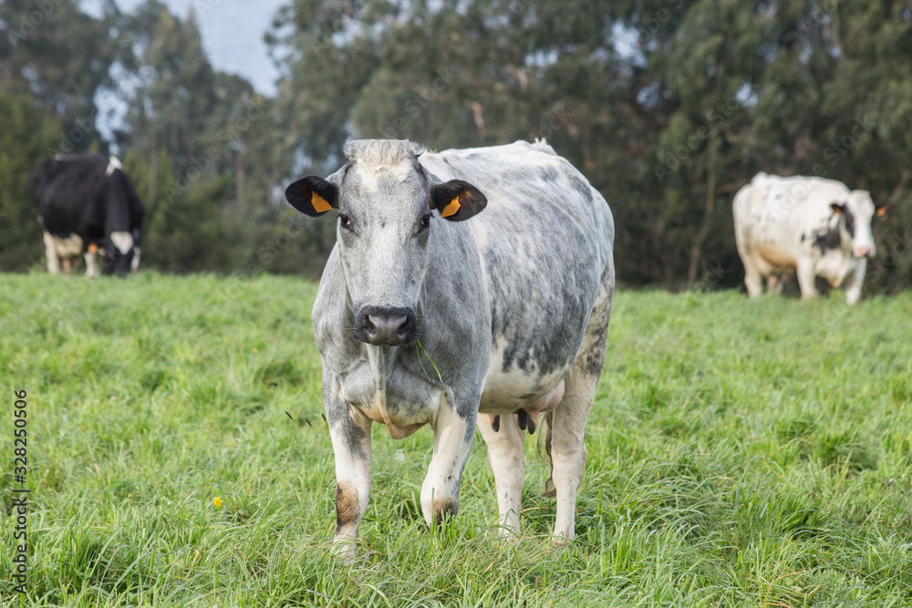 dairy cows, in the foreground a grey and white cow with no horns, facing the camera in a field of green grass. dairy cows, in the foreground a grey and white cow with no horns, facing the camera in a field of green grass.