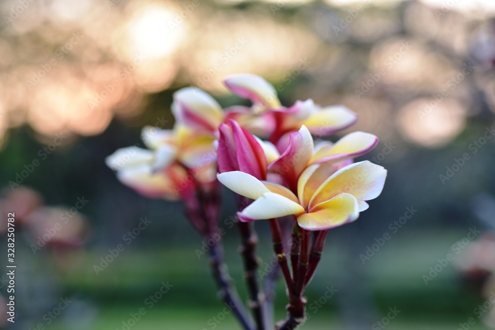 Fototapeta premium Beautiful flowers in the garden Blooming in the summer.Landscaped Formal Garden. 