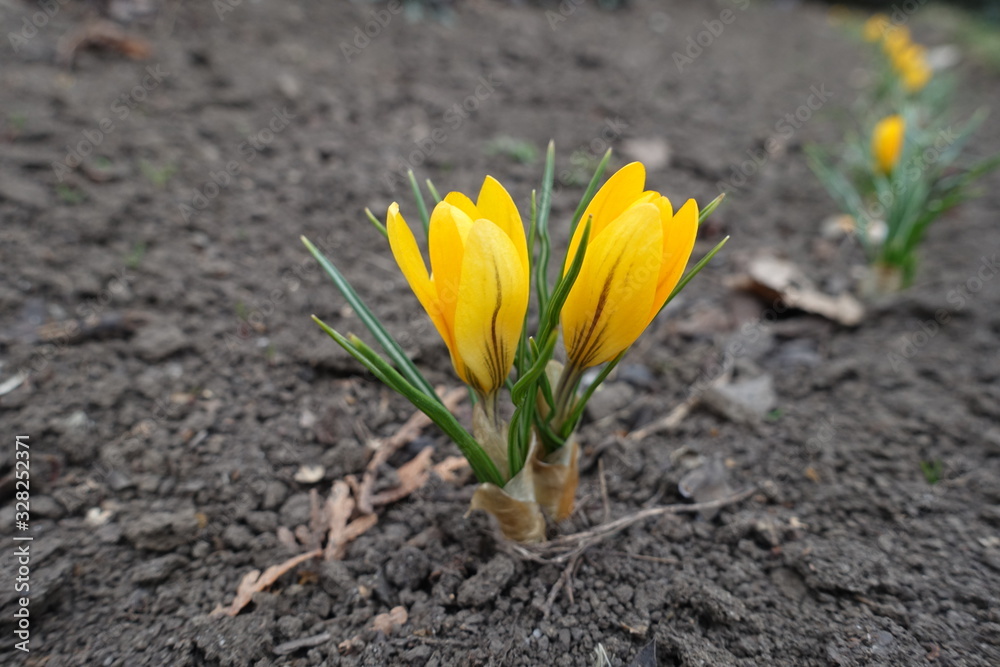 Obraz premium Blossoming two amber yellow crocuses in March