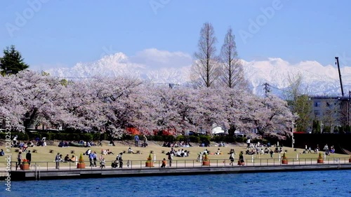 運河と満開の桜並木　富岩運河環水公園