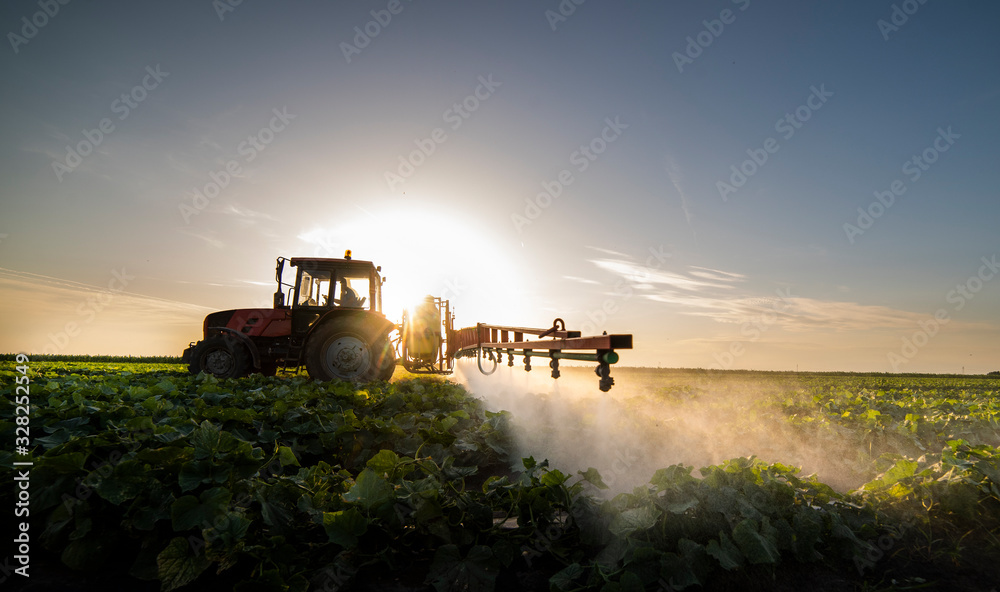 Fototapeta premium Tractor spraying vegetable field in sunset.