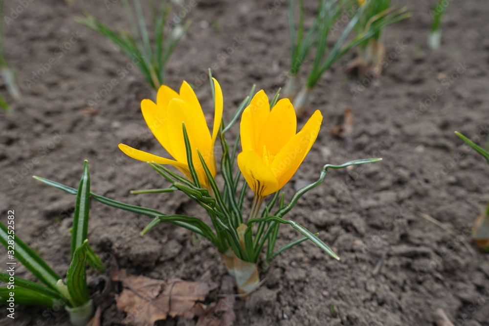 Close view of two amber yellow flowers of crocuses in March Close view of two amber yellow flowers of crocuses in March