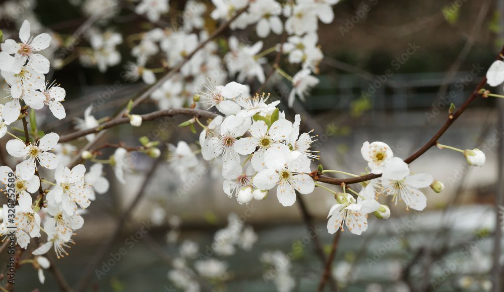 Magnifique floraison blanche et printanière du mirabellier (Prunus domestica syriaca) Magnifique floraison blanche et printanière du mirabellier (Prunus domestica syriaca)