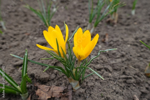 Close view of two amber yellow flowers of crocuses in March