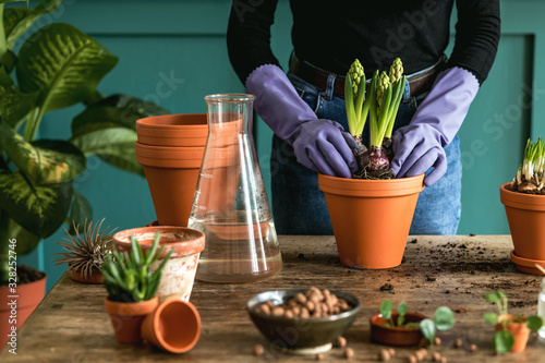 Woman gardeners transplanting plants in ceramic pots on the retro wooden table. Concept of home garden. Spring time. Blossom. Interior with a lot of plants. Taking care of home plants. Template.