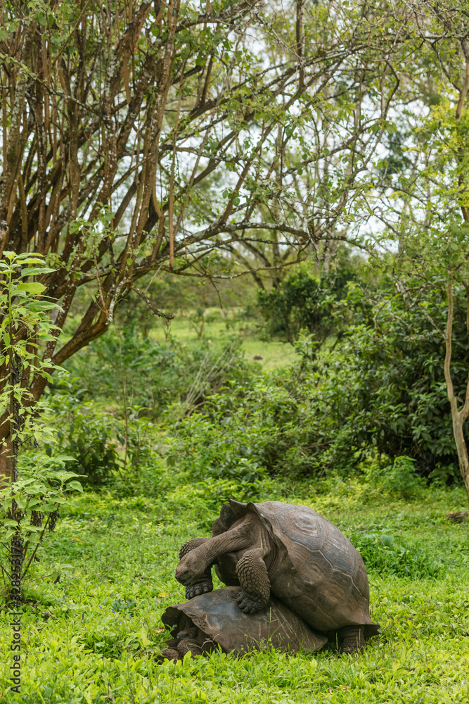 Fototapeta premium Galapagos Giant Tortoises mating having sex on Santa Cruz Island in Galapagos Islands. Giant Tortoise, Animals, nature and wildlife image close up of tortoise in the highlands of Galapagos, Ecuador.