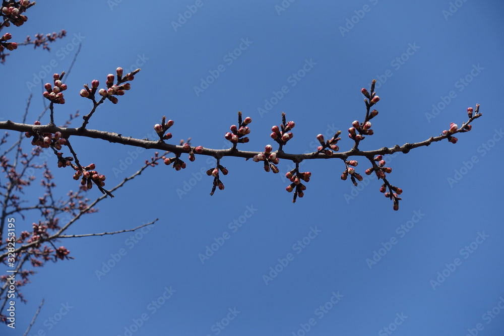 Thin branch of apricot tree with closed flower buds against blue sky in spring Thin branch of apricot tree with closed flower buds against blue sky in spring