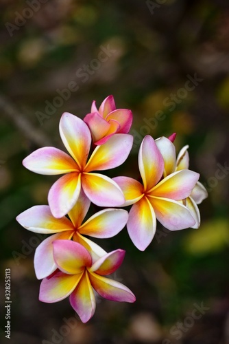 Colorful flowers in the garden.Plumeria flower blooming.Beautiful flowers in the garden Blooming in the summer