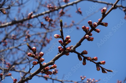 Reproductive buds on branch of apricot tree against blue sky