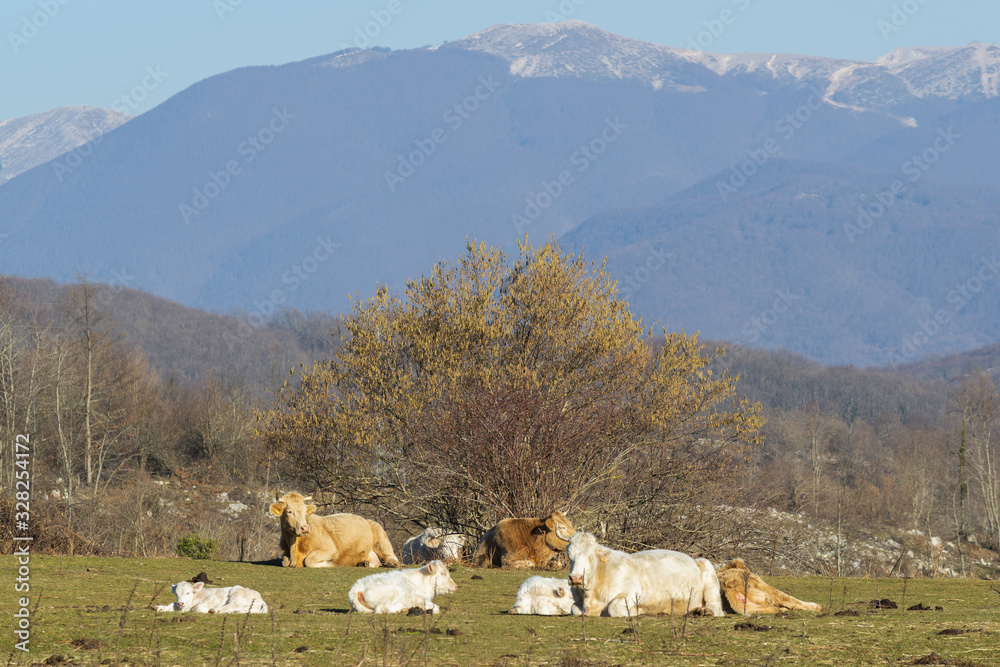 Fototapeta premium Troupeau de vaches en pleine nature